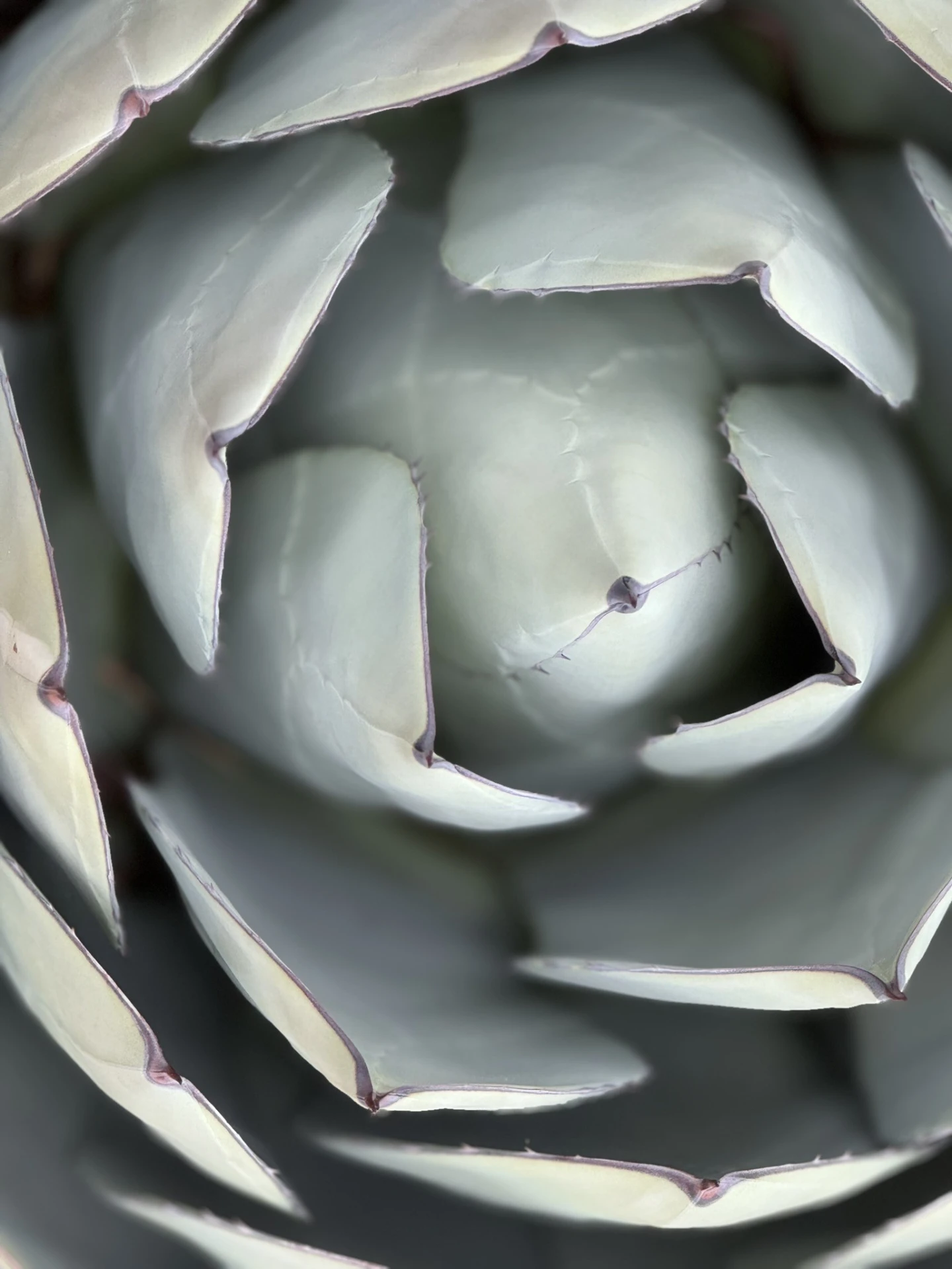 Close view of a pale agave rosette, its leaves spiralling from the centre