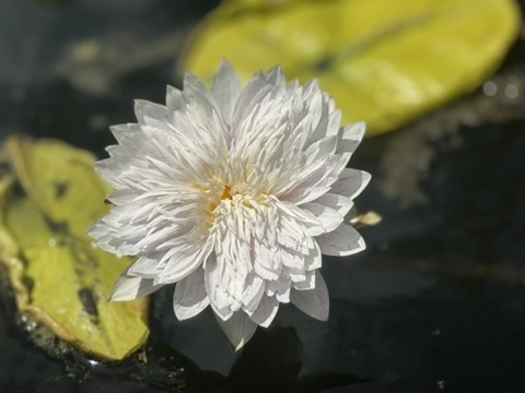 White water lily open on still water