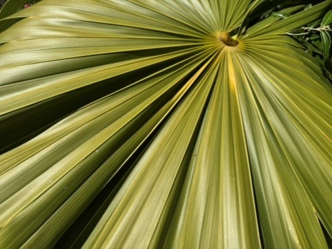 Sunlit palm frond, a nod to the studio's calm, restorative feel